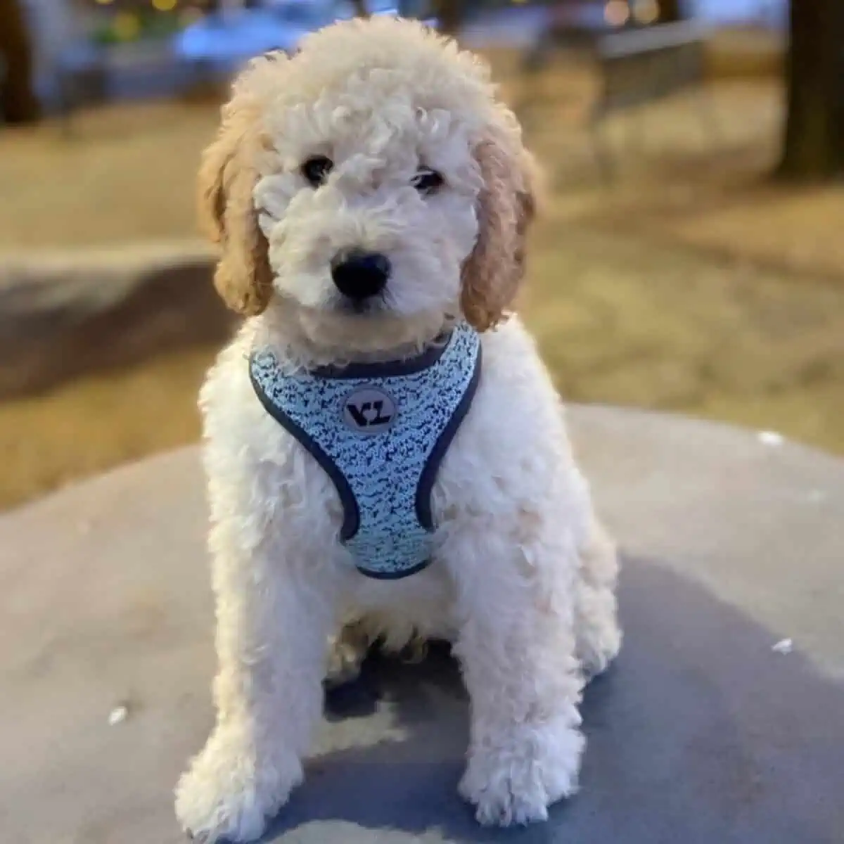 night life with Goldendoodle puppy