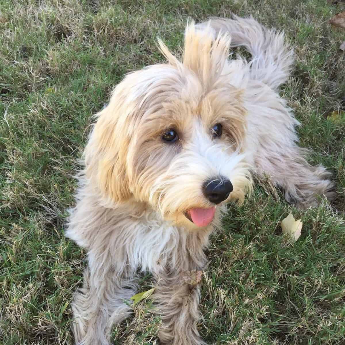outdoor type of Goldendoodle