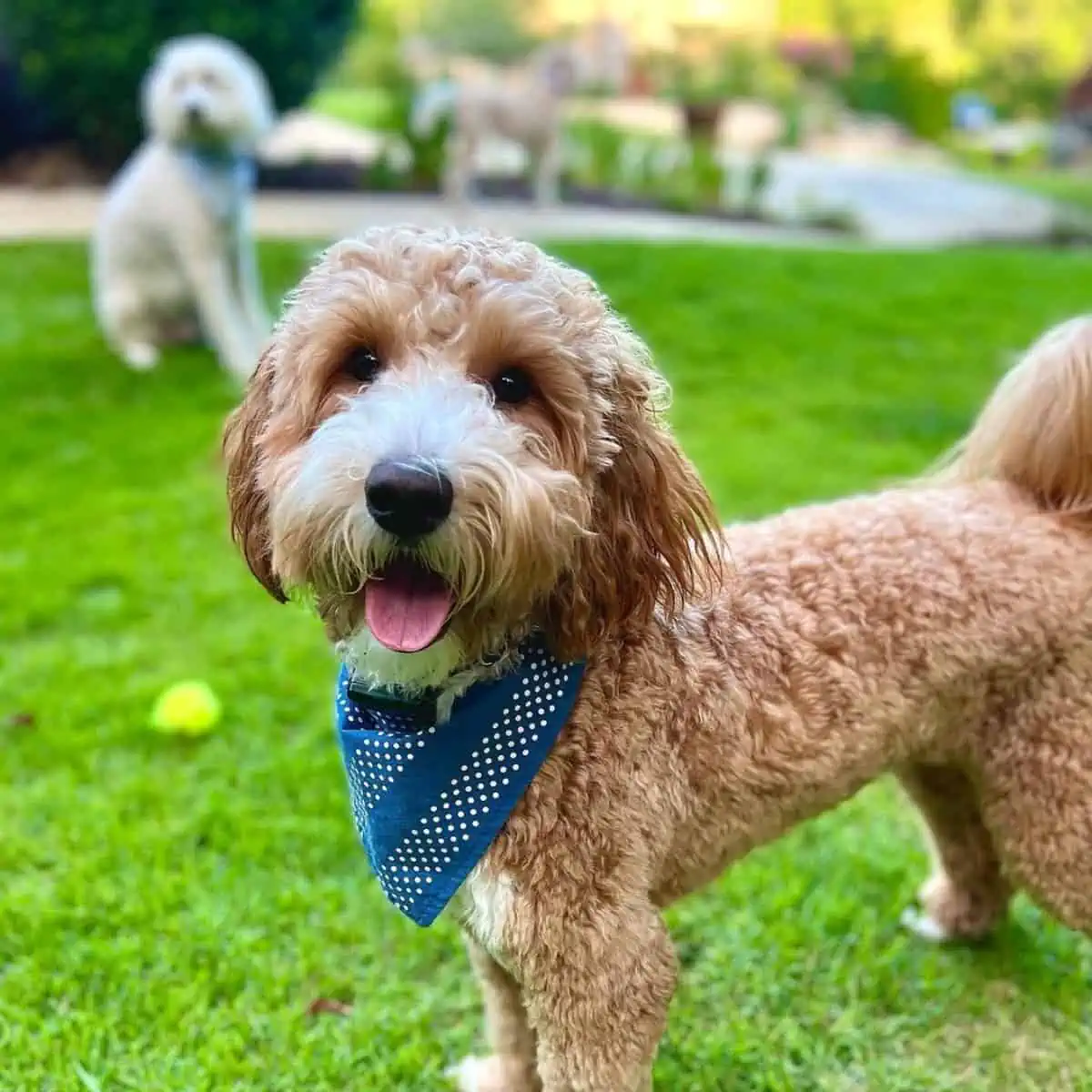 playing Goldendoodle with the same breed