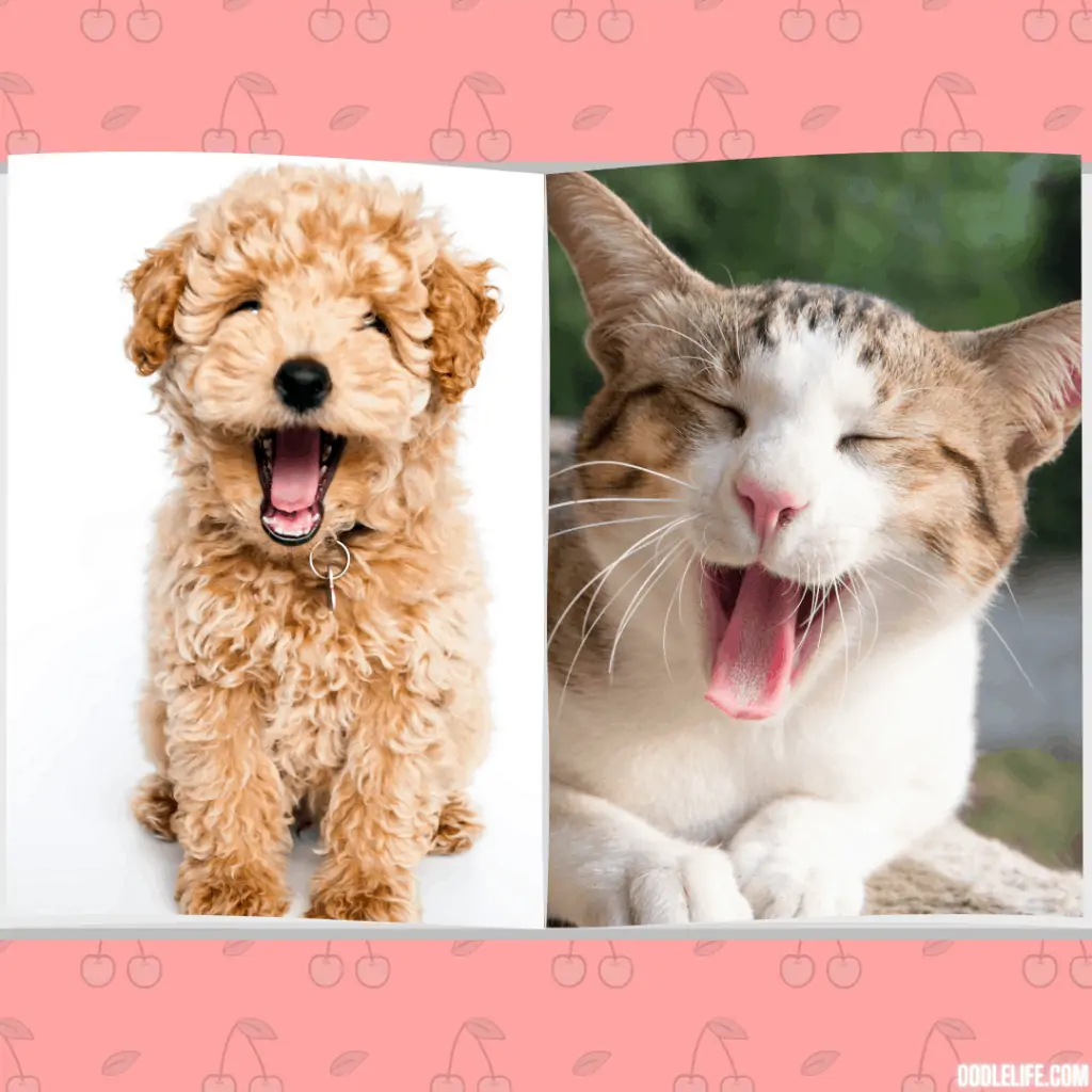 yawn! a poodle puppy and a cat both are tired
