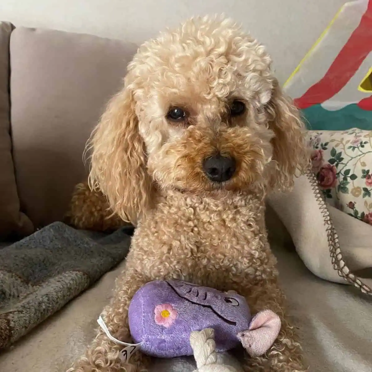 Poodle sits with toy