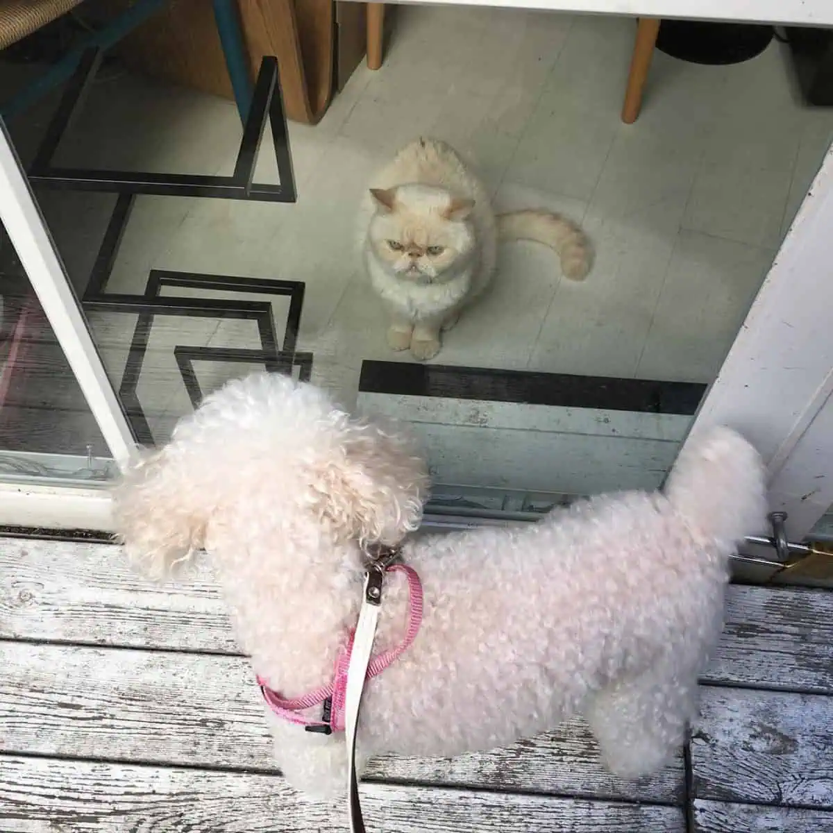 Poodle stares at cat