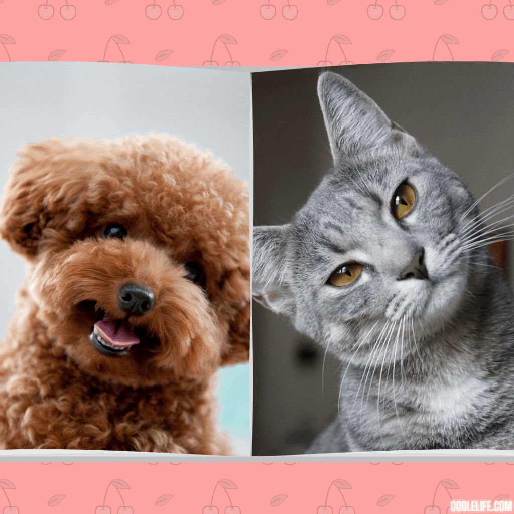 poodle vs cat showdown both look confused