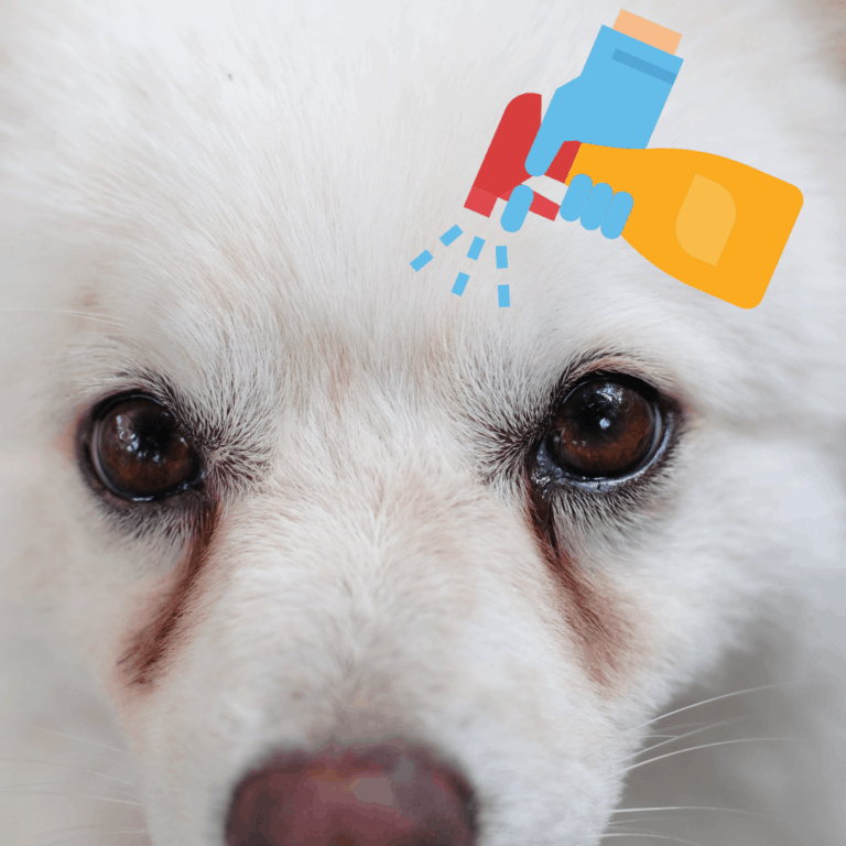 Why Do Dogs Get Eye Boogers?