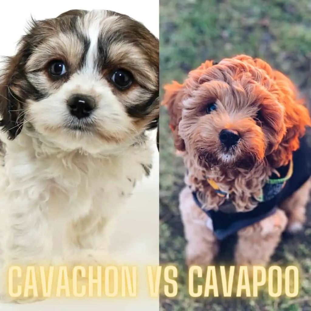 Cavachon and Cavapoo puppy photo comparison