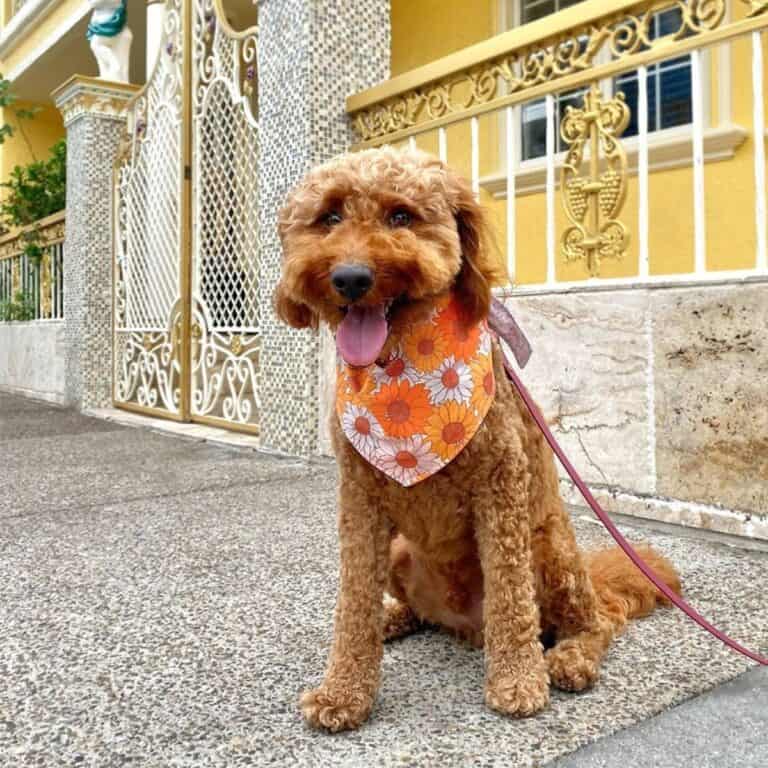 Goldendoodle Dog Training (Puppy to Adult)