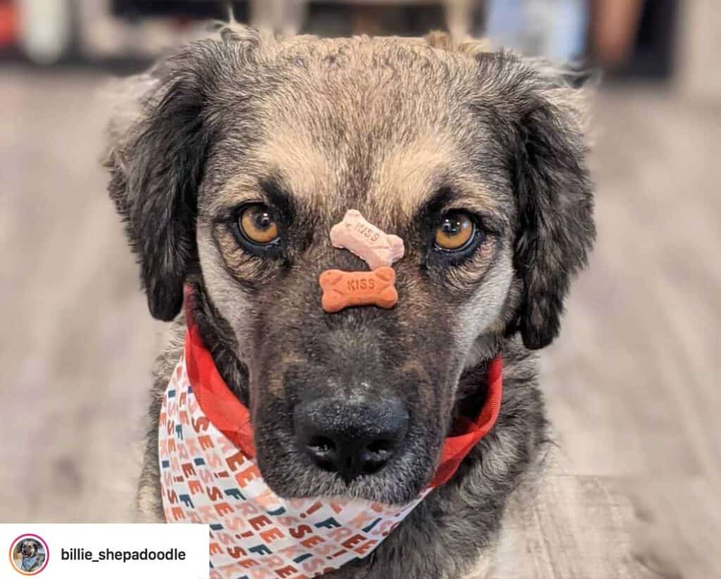 a shepadoodle puppy balances treats on its nose