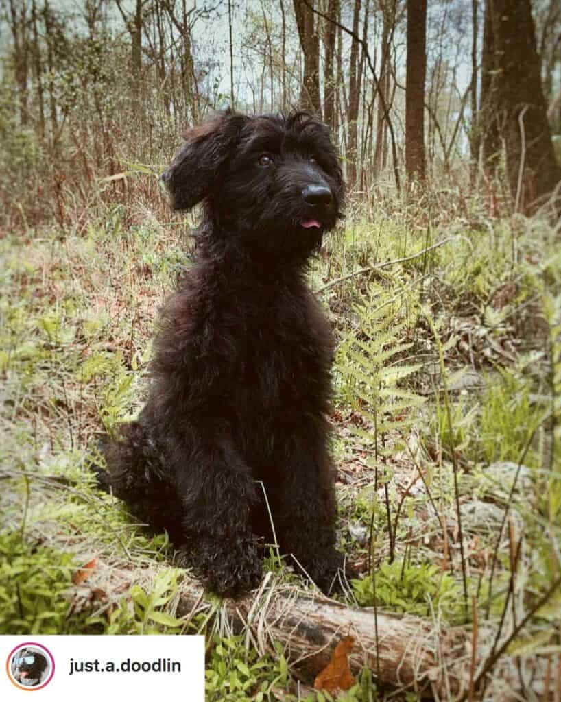 shepadoodle puppy sitting patiently