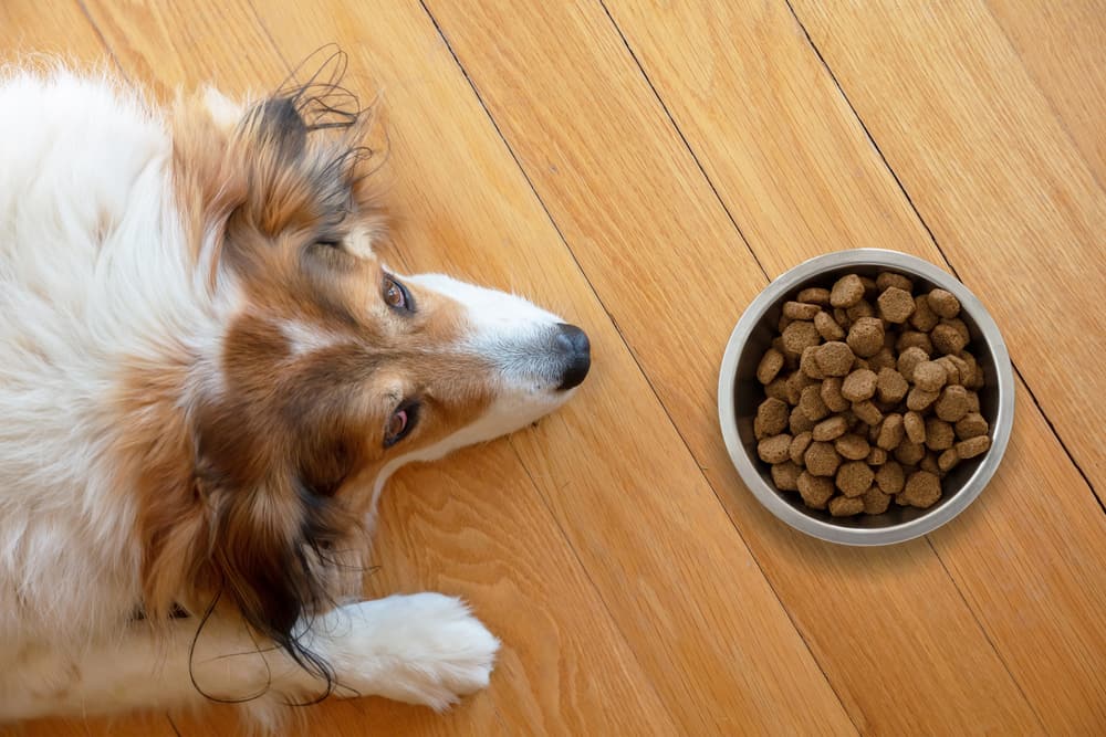Is it bad for dogs to eat while lying down?