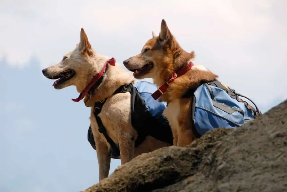 Best Dog Backpack for Hiking
