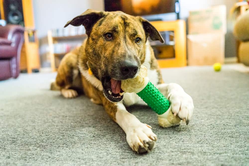 Best Dog Bones for Aggressive Chewers