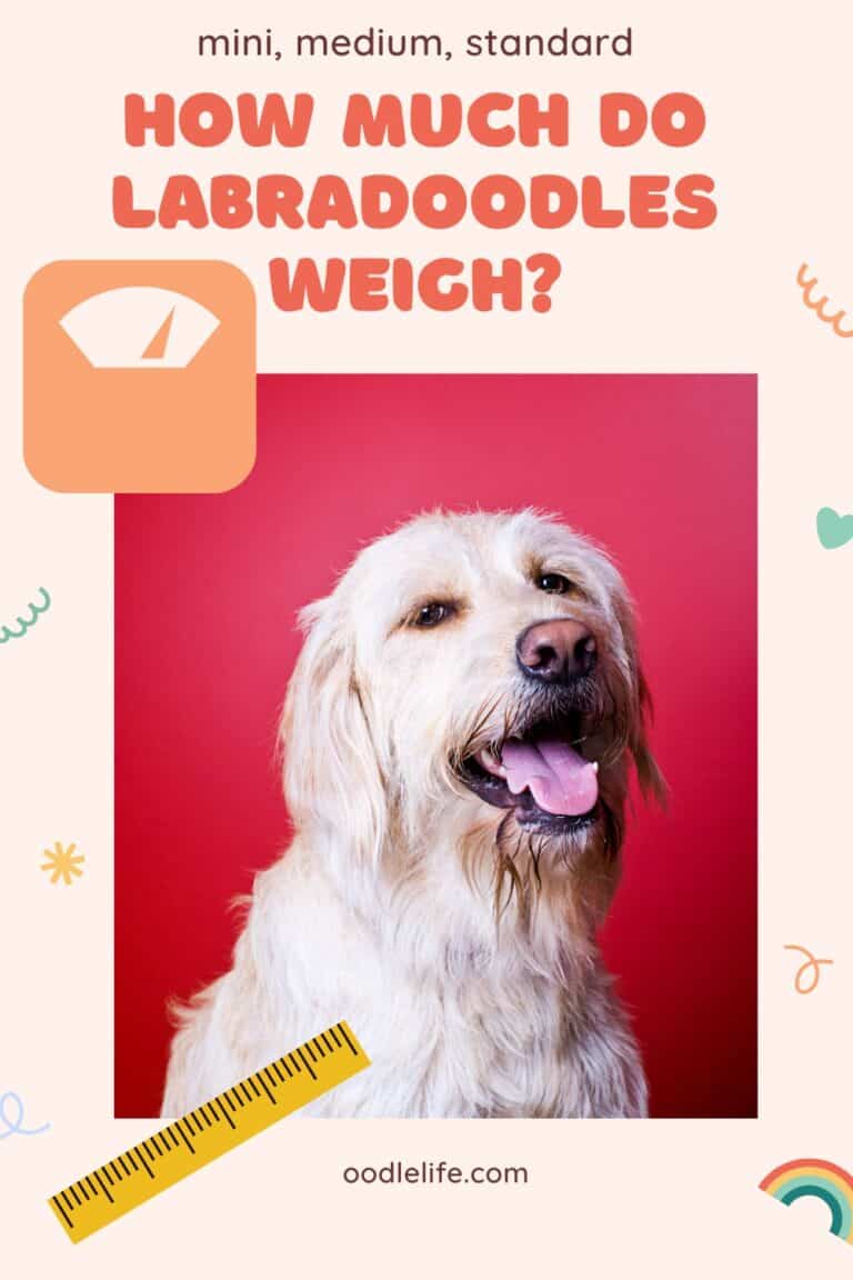 How Much Do Labradoodles Weigh? [All Sizes] Oodle Life