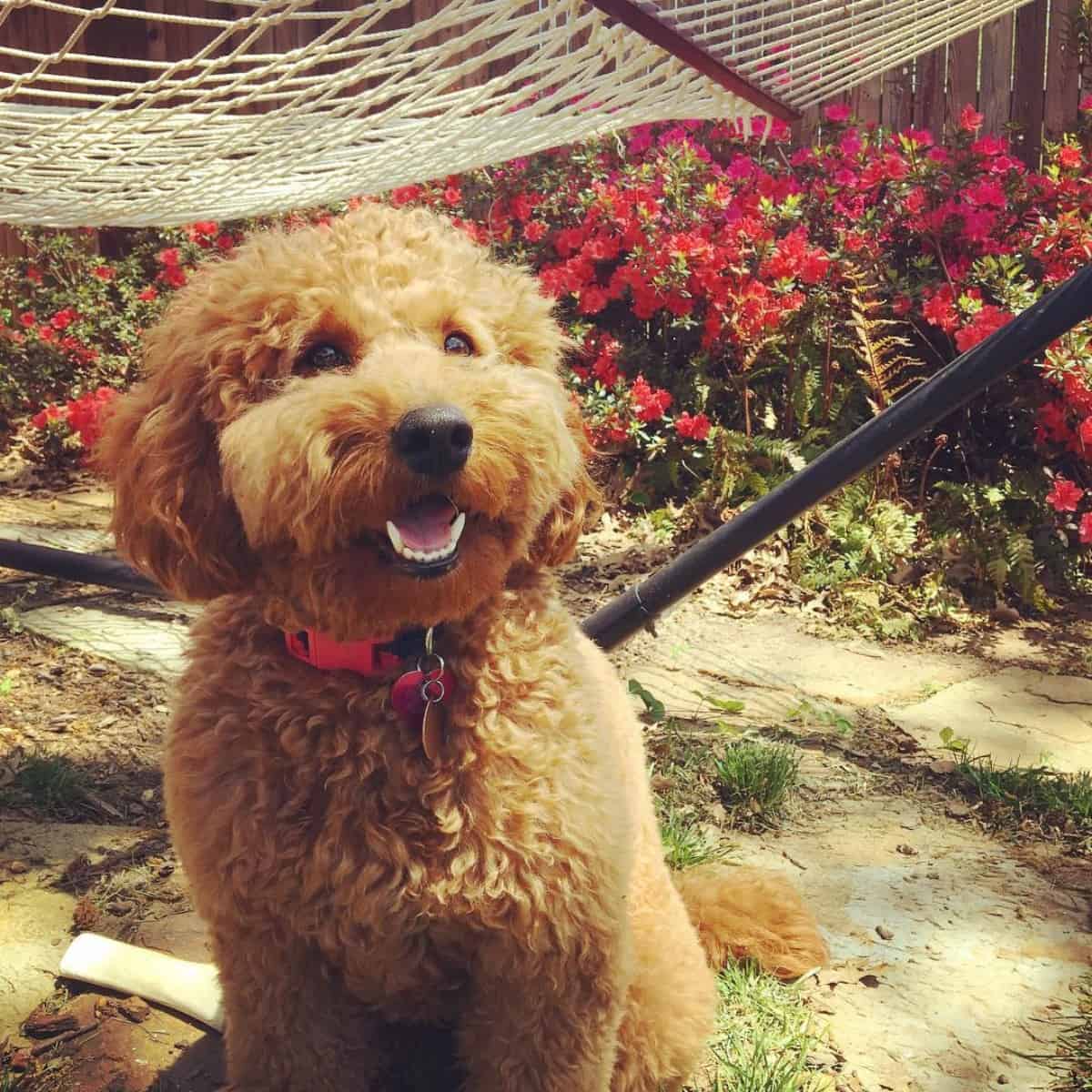 smiling Goldendoodle under the hammock