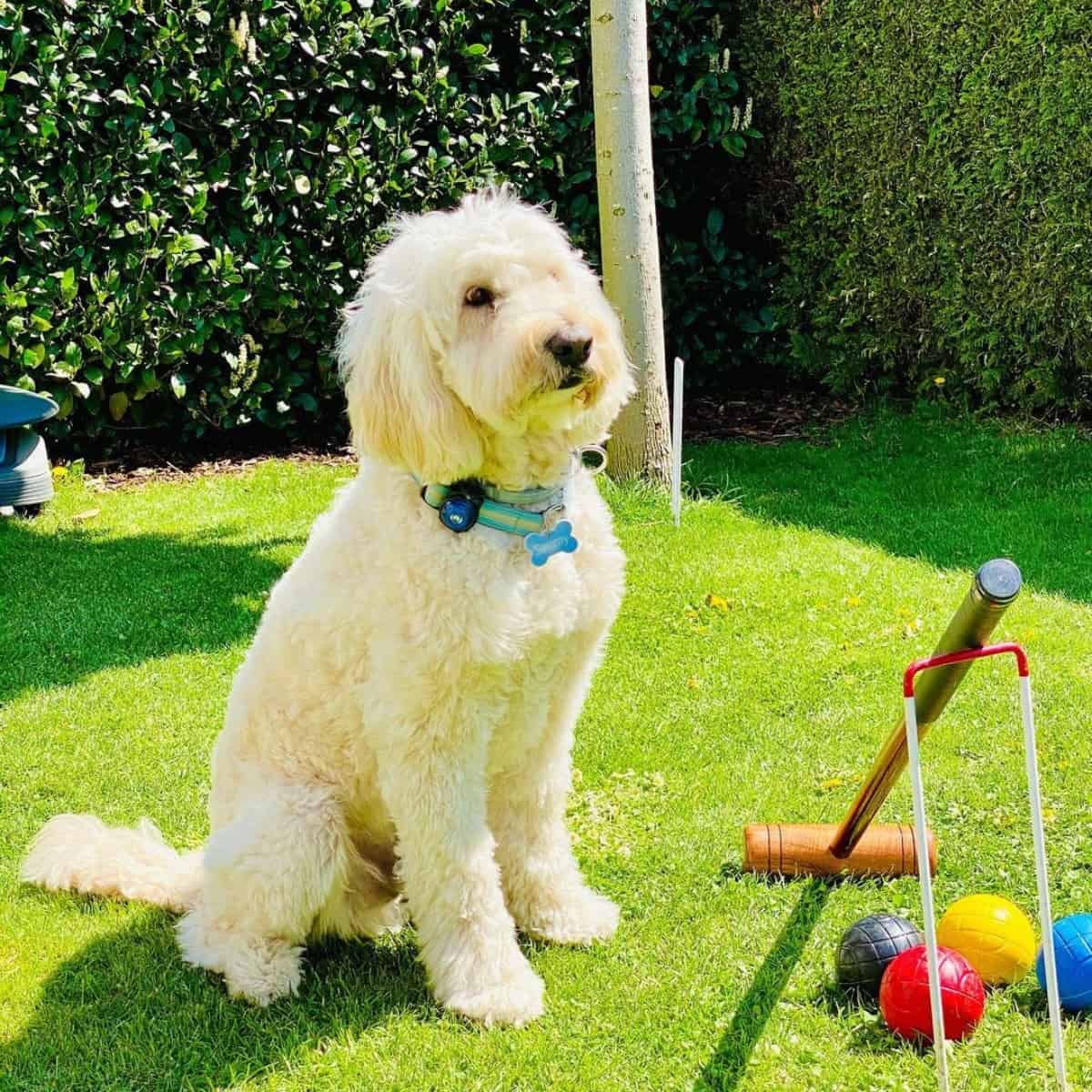 Standard Goldendoodle plays crocket