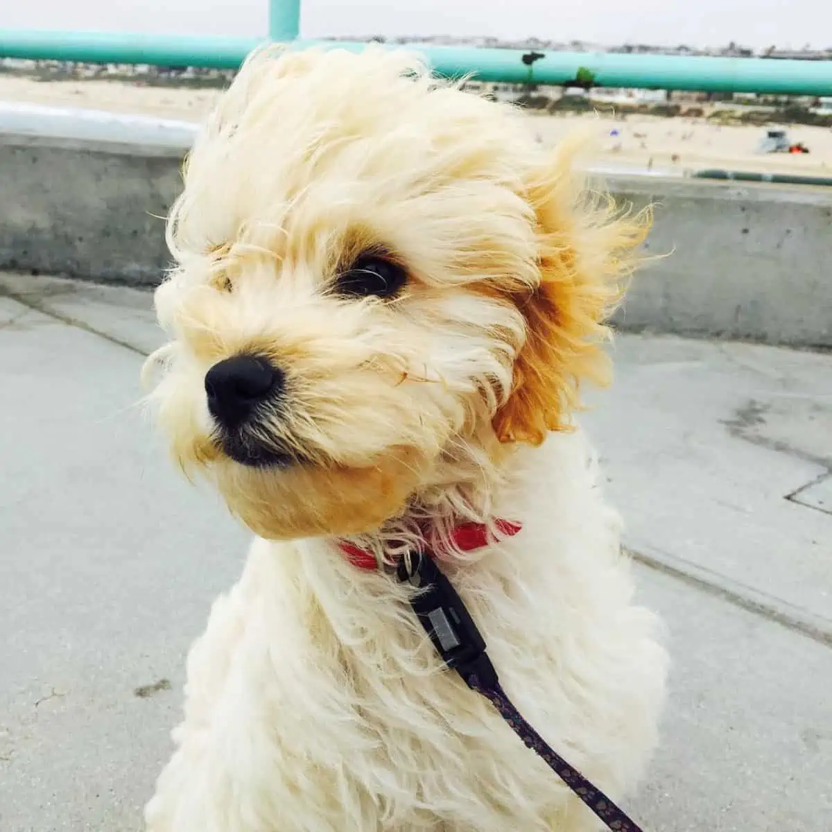 strong wind blows Toy Goldendoodle hair
