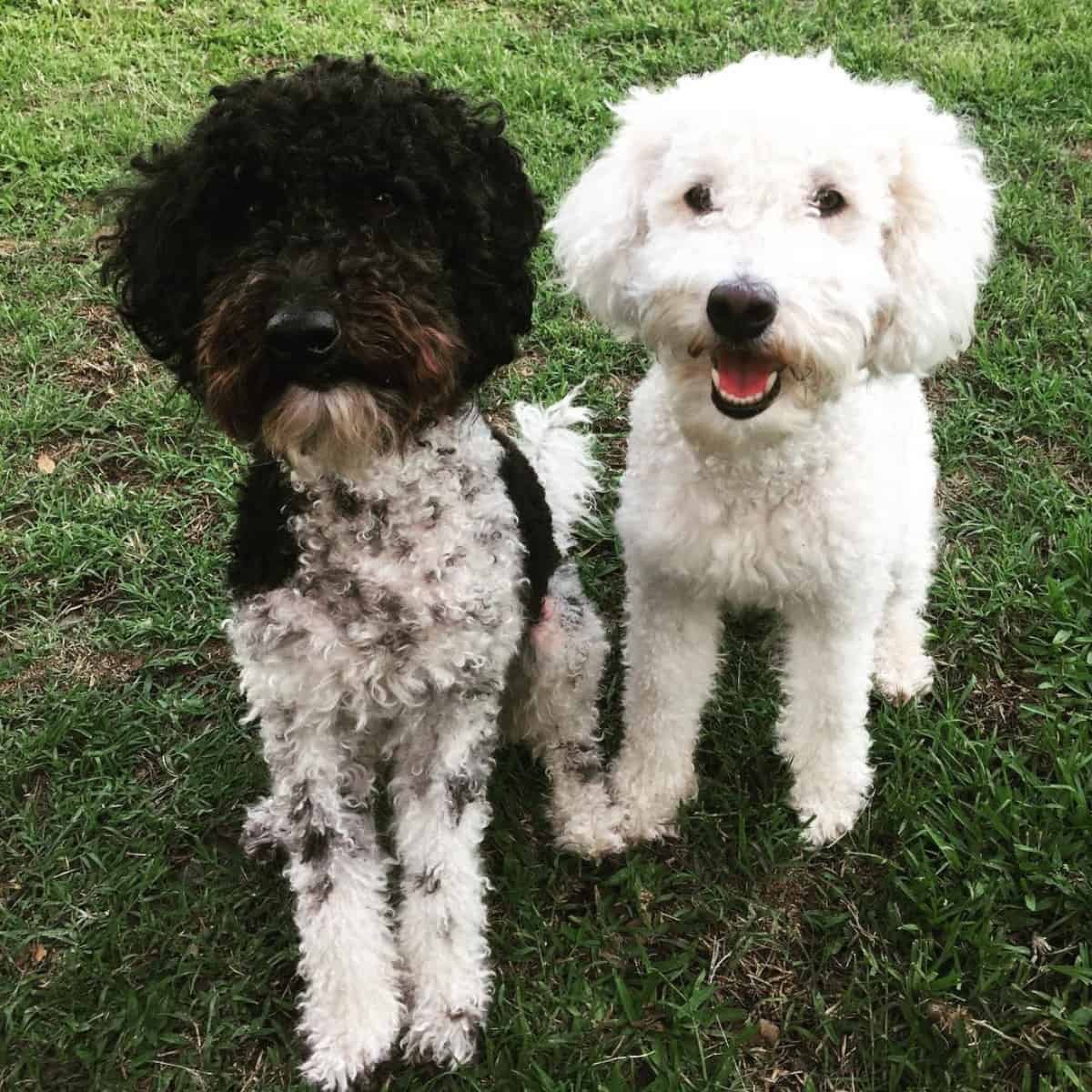 two Goldendoodles asking for treats