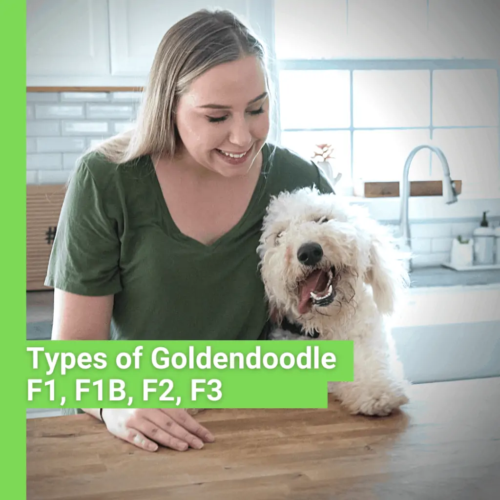 types of goldendoodle infographic with a lady and her dog