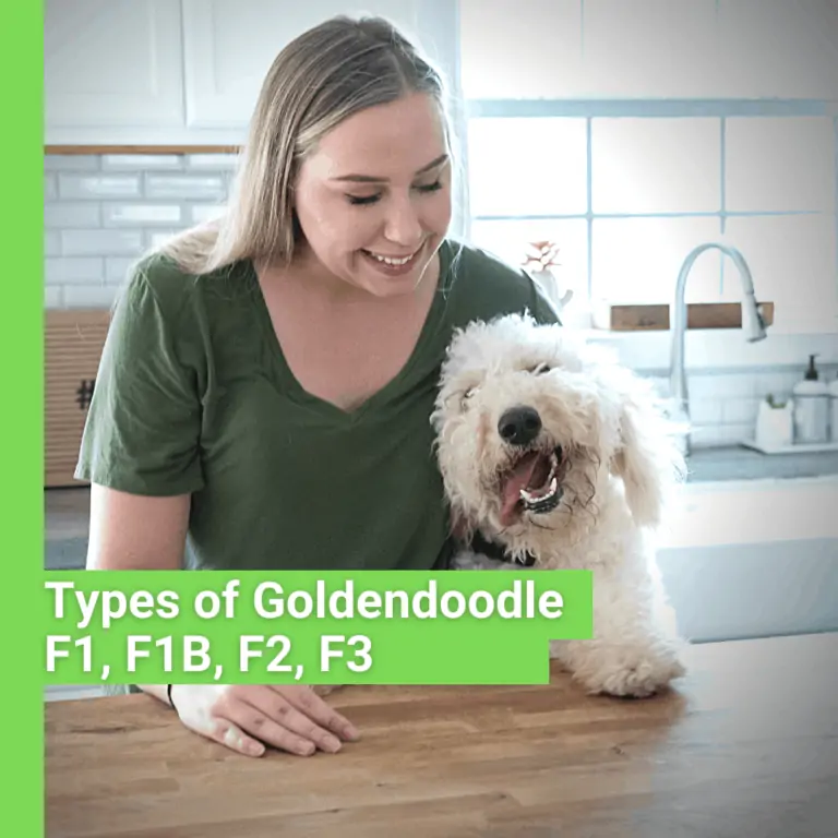 Types of Goldendoodle Guide [F1, F1b, F2 with photos]