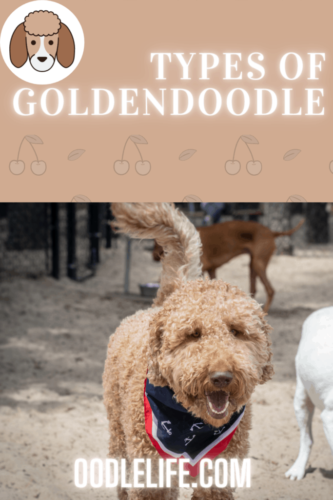 types of goldendoodle