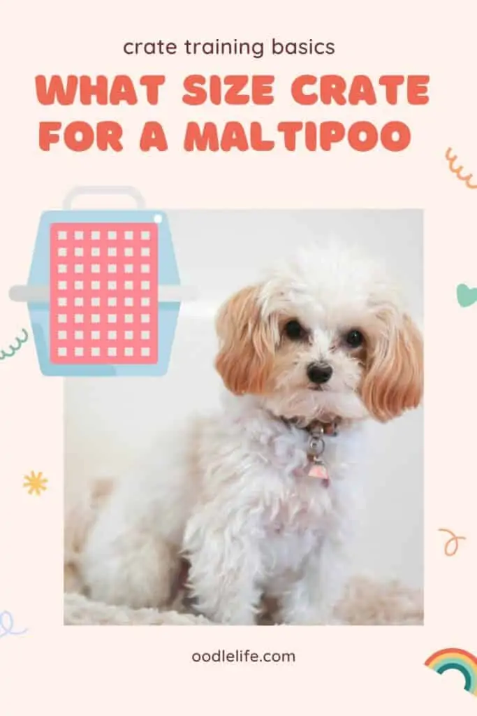Pinterest graphic asking what size crate for a maltipoo