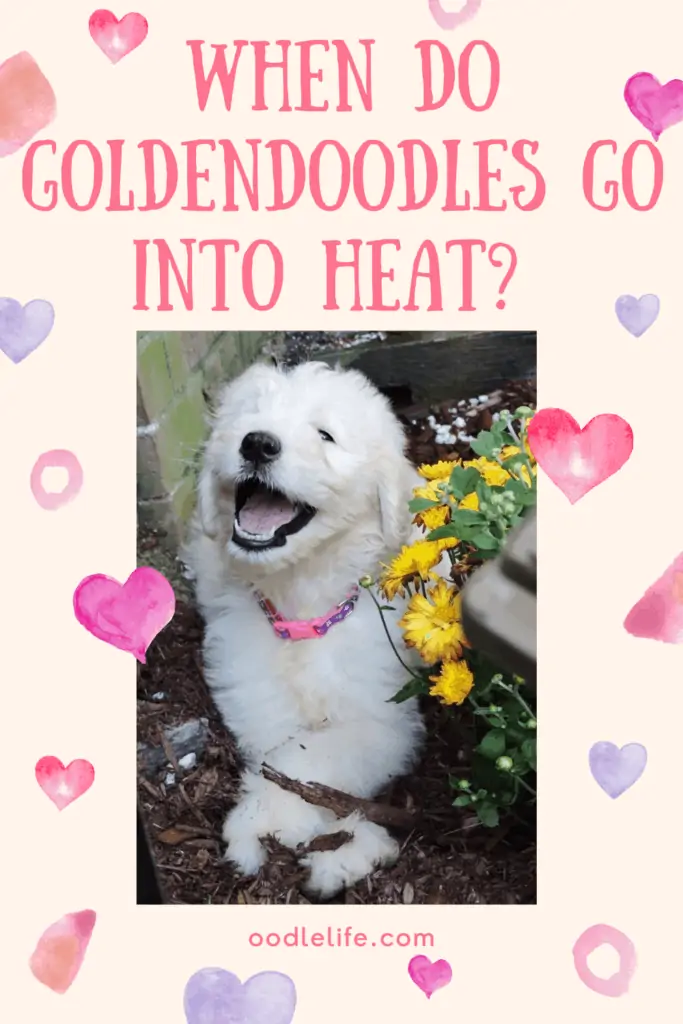 when do goldendoodles go into heat
