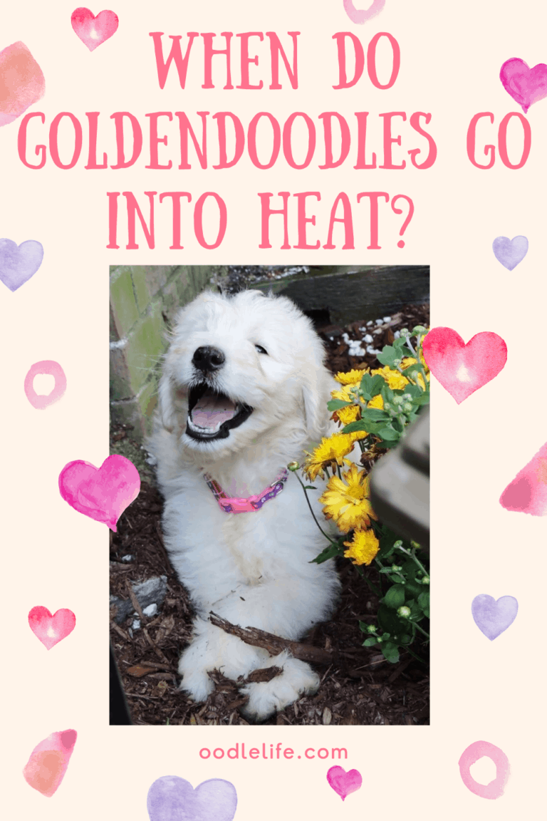 When Do Goldendoodles Go Into Heat [Statistics] Oodle Life