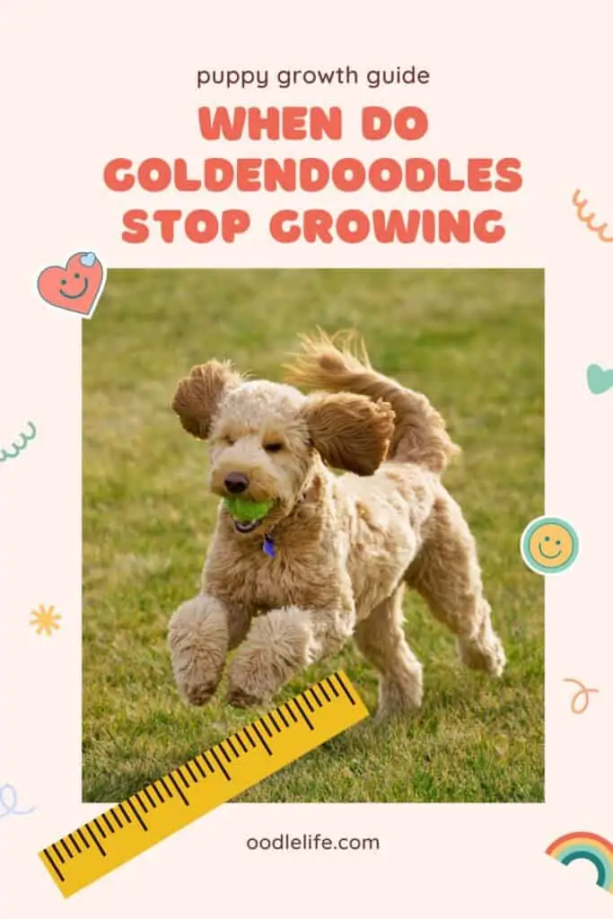 when do goldendoodles stop growing