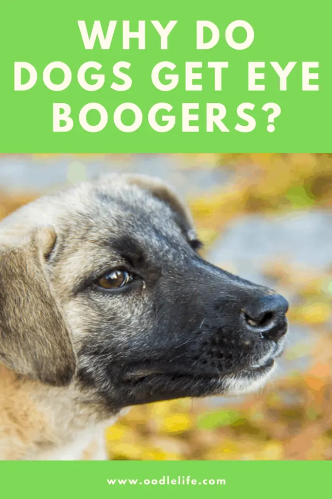 why do dogs get eye boogers