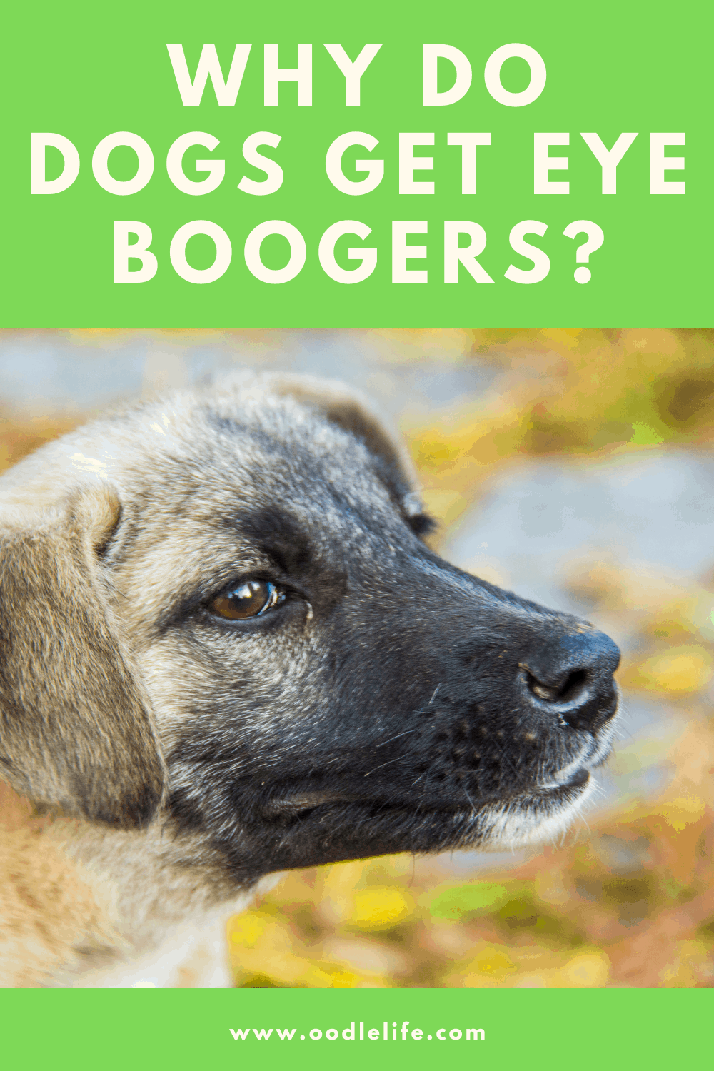 Why Do Dogs Get Eye Boogers? Oodle Life