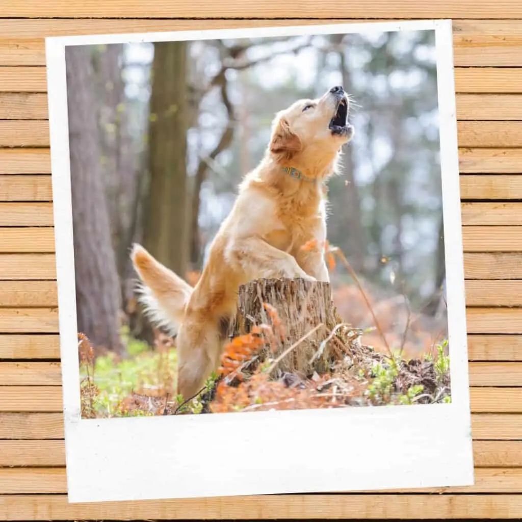 golden doodle howl nature