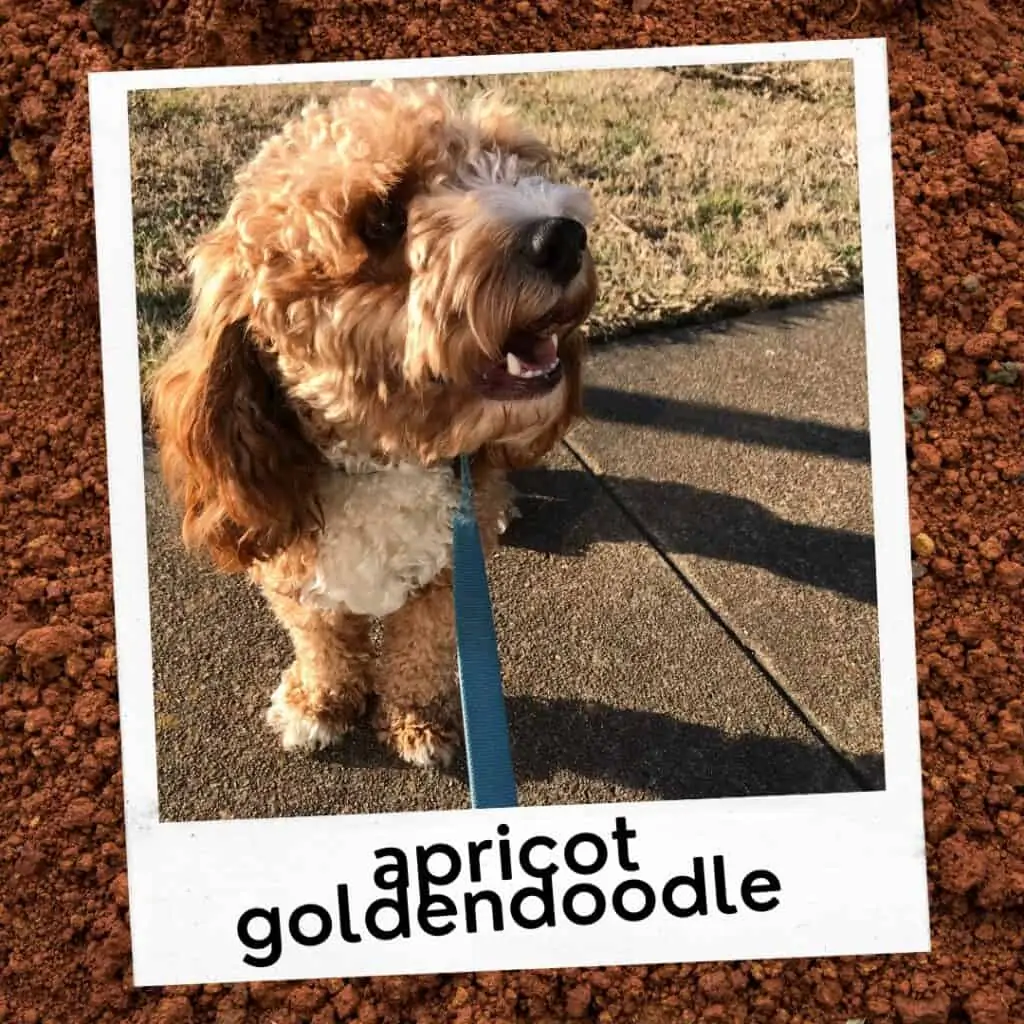 apricot goldendoodle coat color