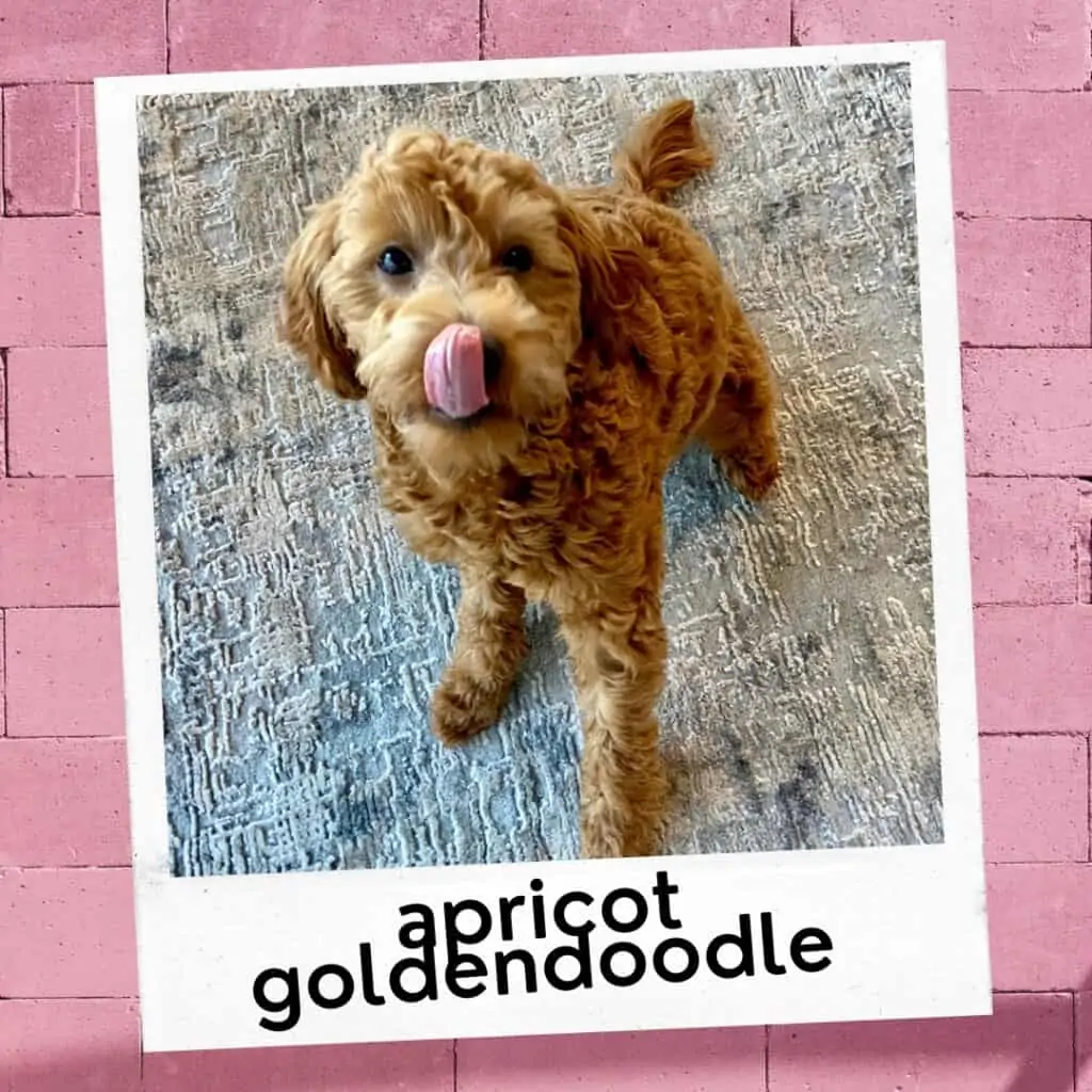 cute apricot Goldendoodle puppy tongue out