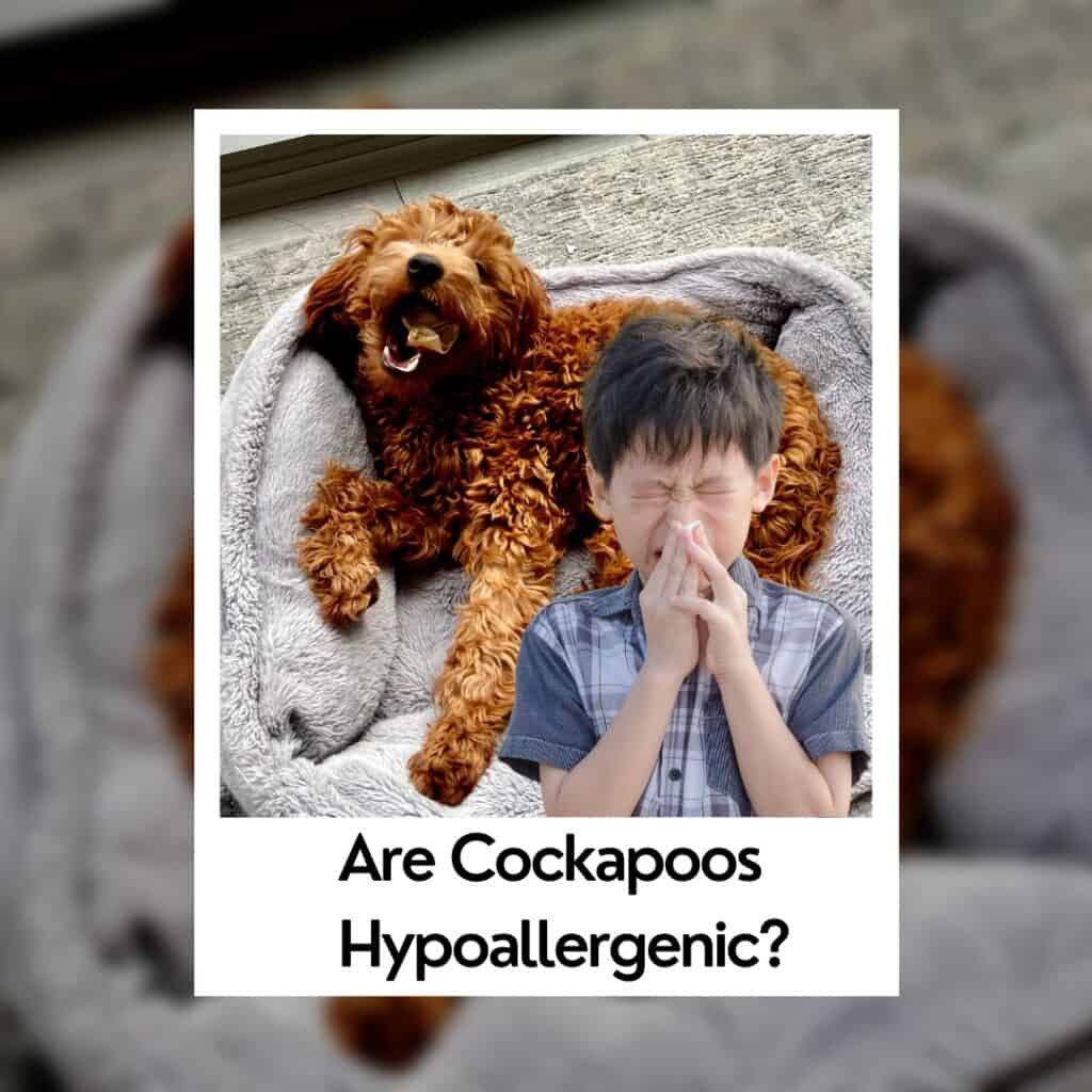 which cockapoos are hypoallergy