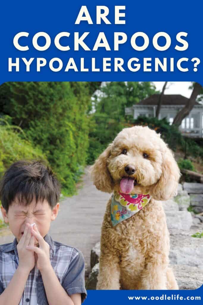Are Cockapoos Hypoallergenic Good For Allergy Sufferers Oodle Life