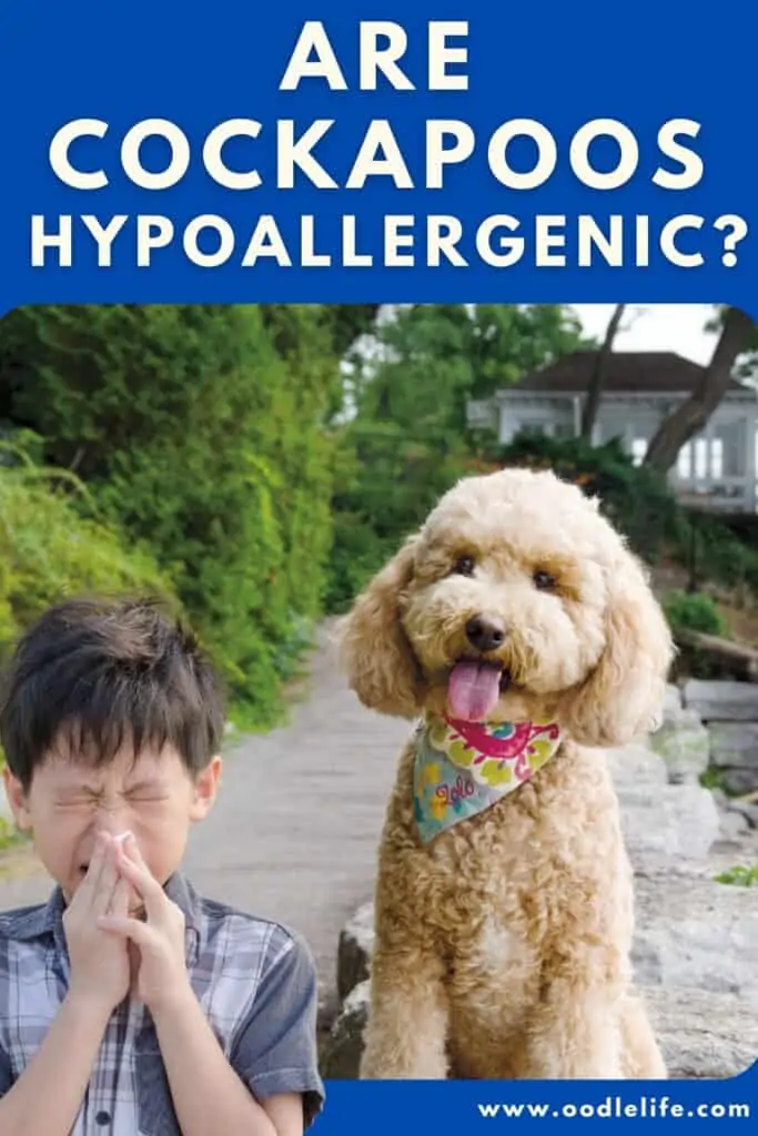 are cockapoos hypoallergenic an allergic child sneezes