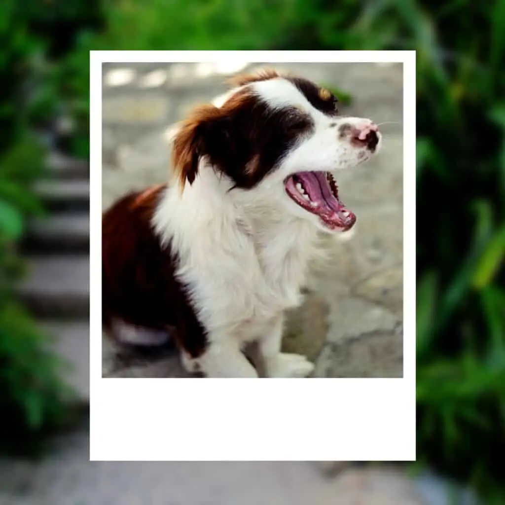 a hiccup or a yawn Australian shepherd dog