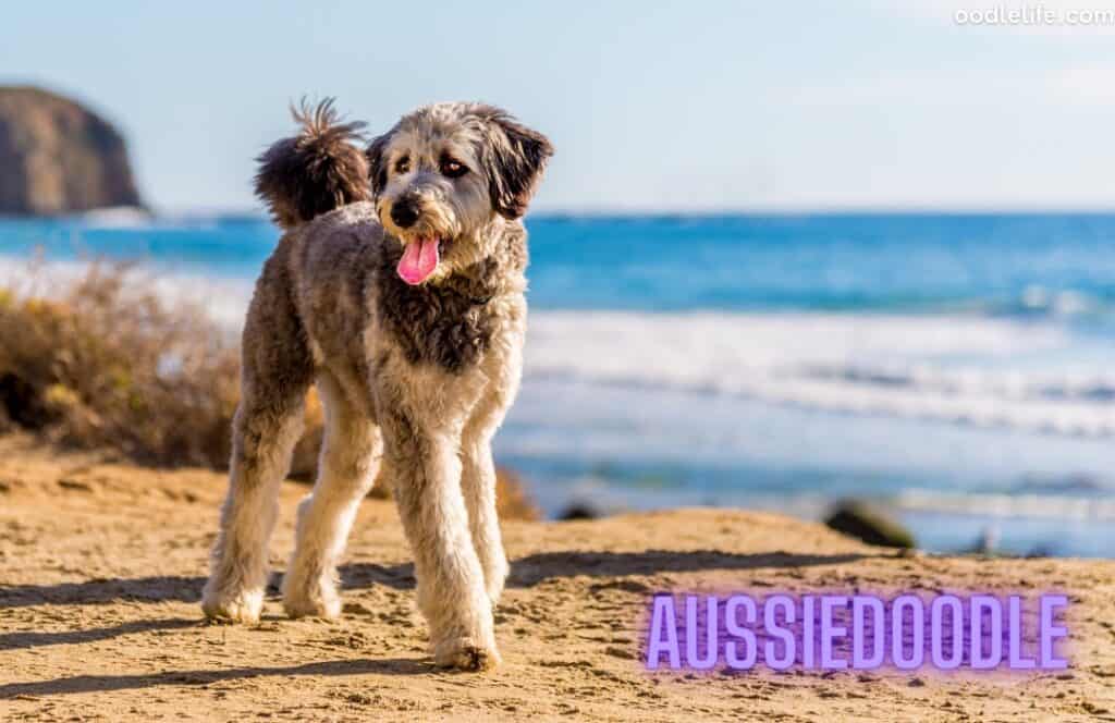 aussiedoodle at the beach