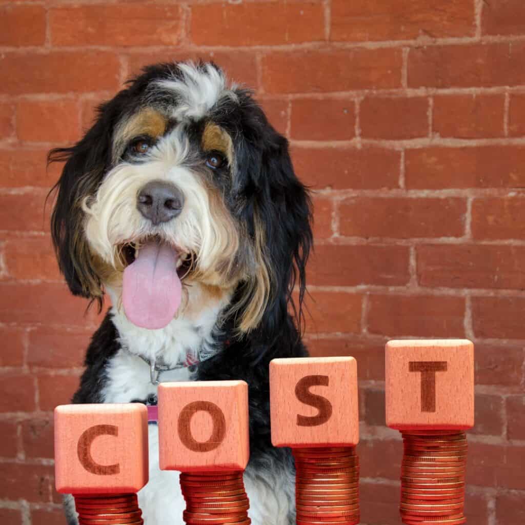 bernedoodle costs