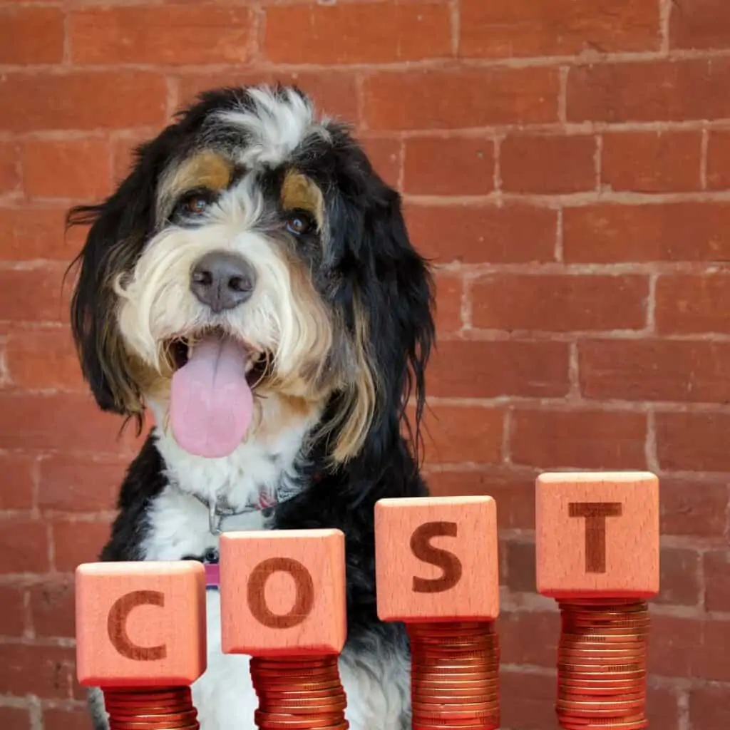 bernedoodle costs