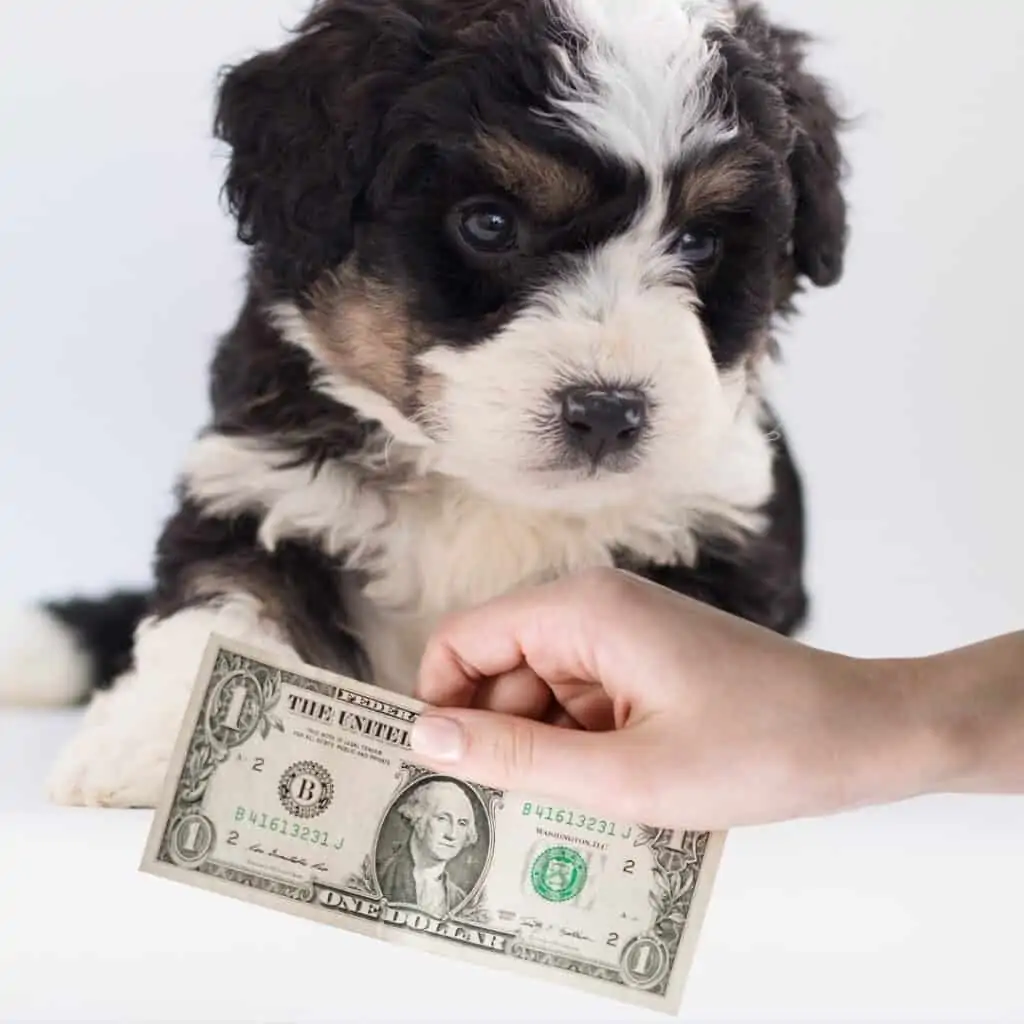 how much a bernedoodle puppy costs
