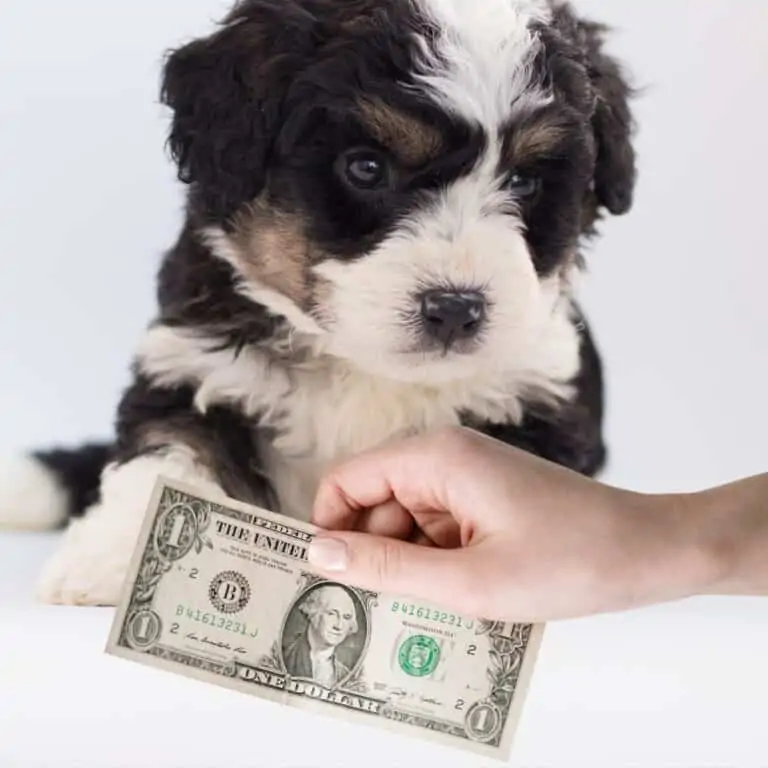 How Much Does a Bernedoodle Cost?