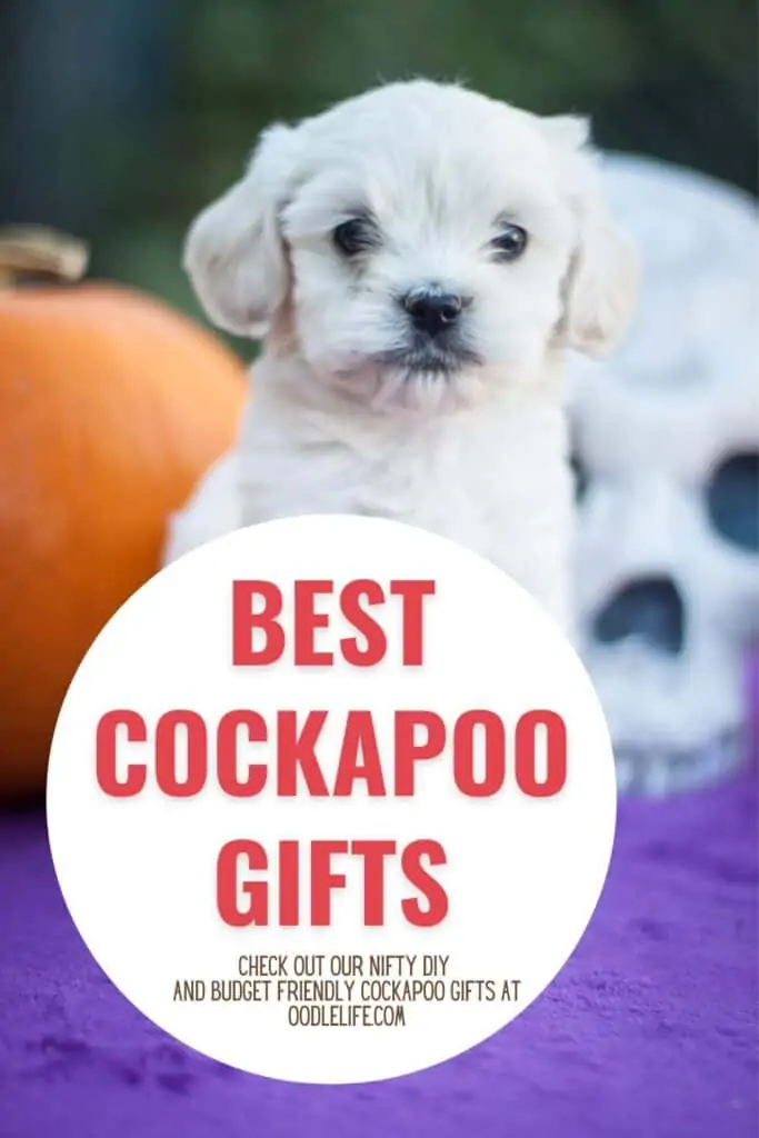 best cockapoo gifts