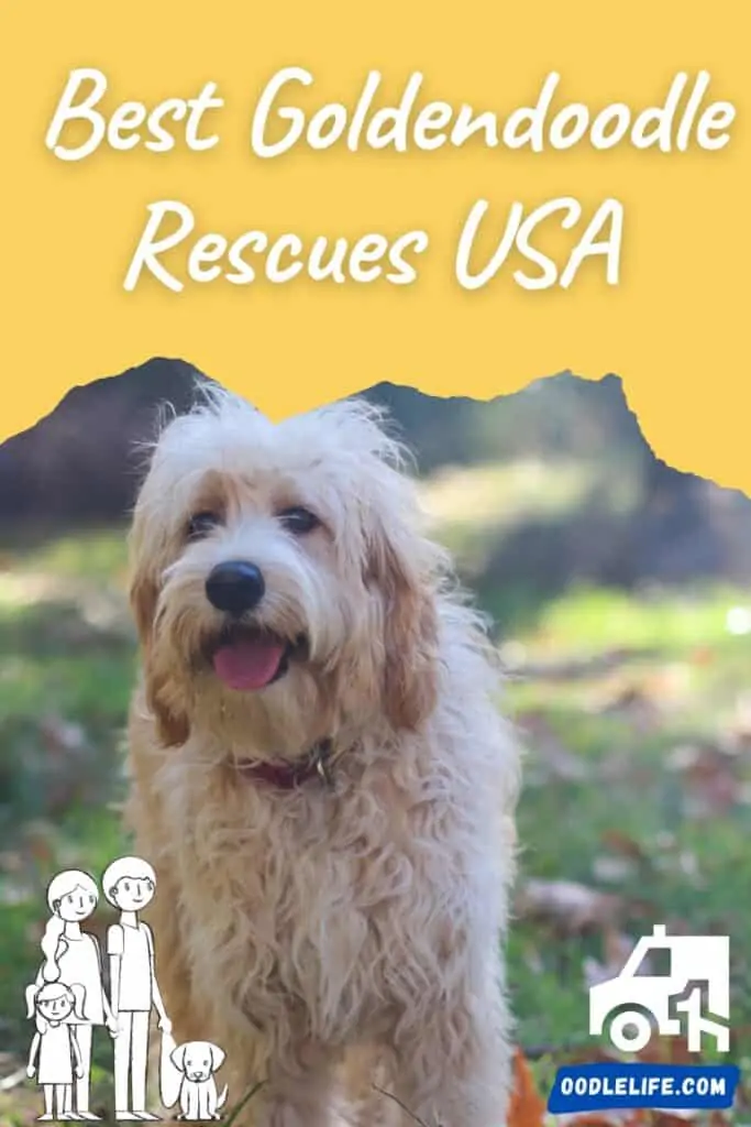 best goldendoodle rescues