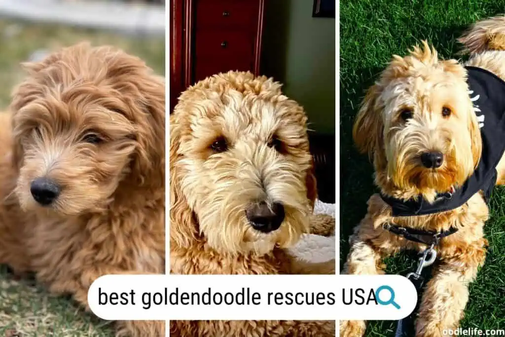 best goldendoodle rescues usa