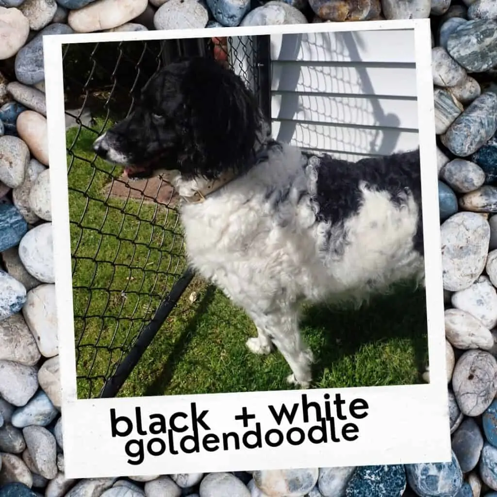 black and white goldendoodle dog