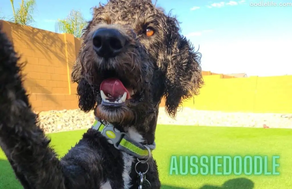 black aussiedoodle dog on the grass
