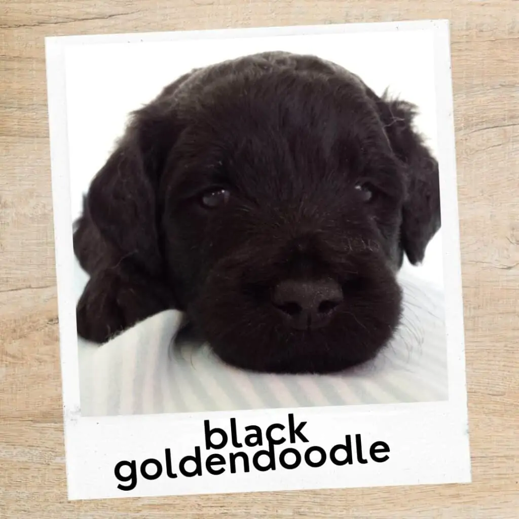 black Goldendoodle coat