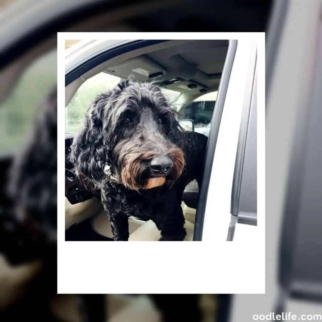 black labradoodle with brown nose