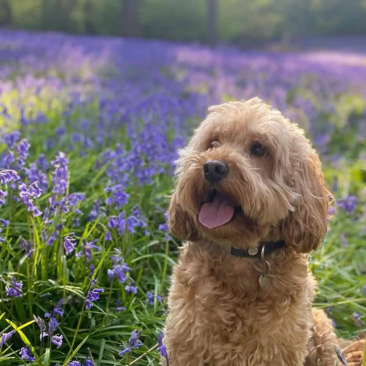 bluebell background for Cockapoo
