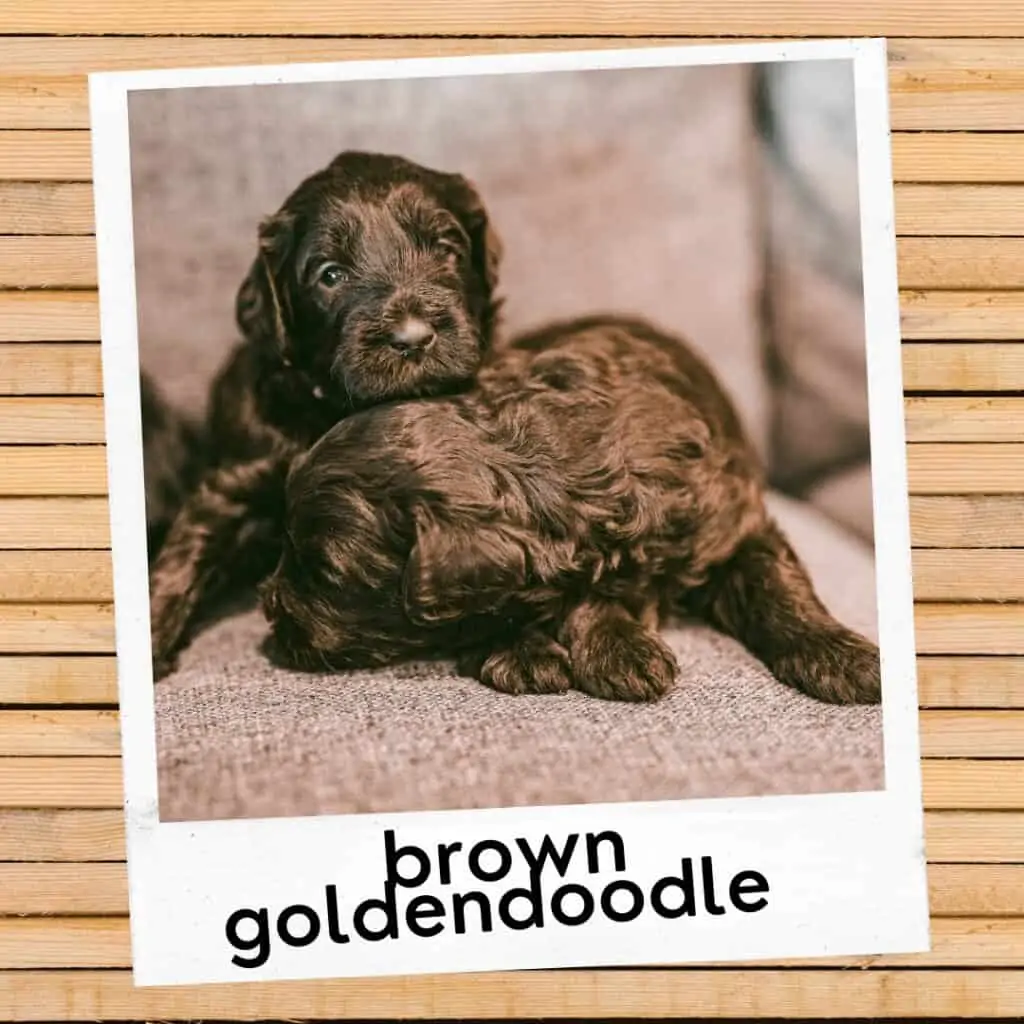 brown or chocolate goldendoodle puppies